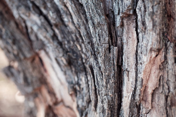 tree bark with natural color and pattern
