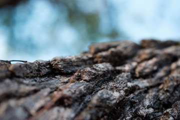 tree bark with natural color and pattern