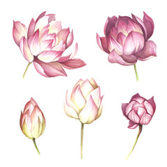 Set with flowers lotus. Hand draw watercolor illustration.