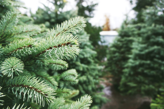 Pine trees