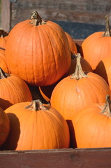 Large orange fall pumpkins on a heap in a wooden box. Thanksgiving, harvest, fall and autumn theme.

