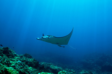 A large manta ray swims over the reef in the clear warm waters of Okinawa, Japan