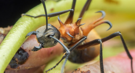 Fish Hook Ant