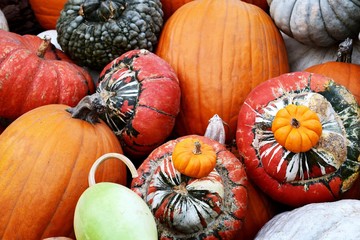 white and orange tiny and giant pumpkins  , Halloween fall autumn farm harvest concept , top view for background