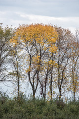 Fototapeta premium Fall Trees