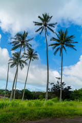 Palm Tree  Hawaii 