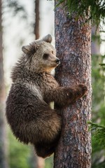 Cub of Brown bear climb on the tree.The bear cub climbing on the tree. Brown Bear.