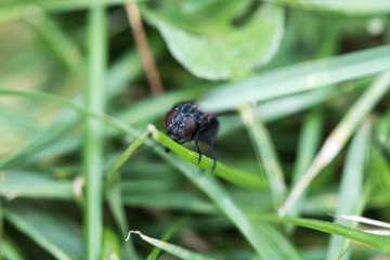 Fly on Grass