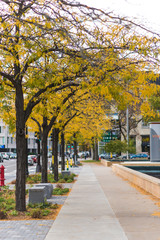 Fall Trees on Sidewalk in Minneapolis