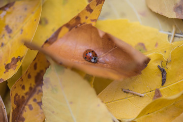 Ladybug on Fall Yellow Leaves