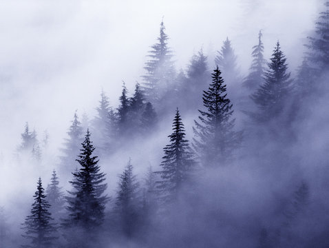 fog foggy stevens canyon mount mt rainier washington cascades evergreens pines