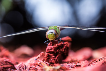 Dragonfly