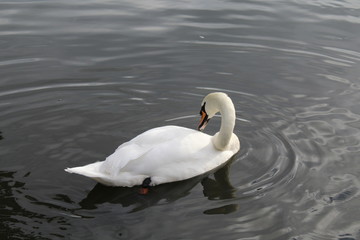 A Swan
