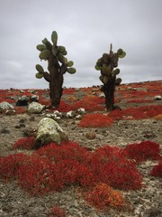 Cactus - Galapagos