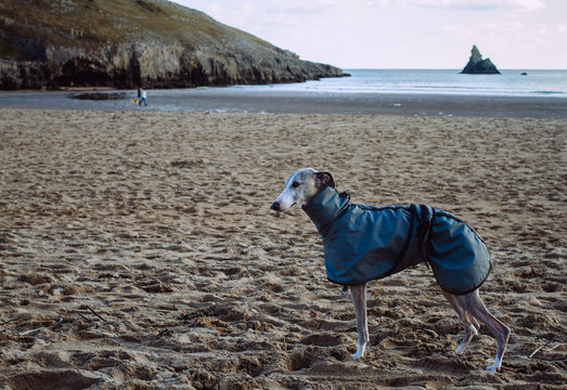 A whippet dog on a beach in a raincoat.