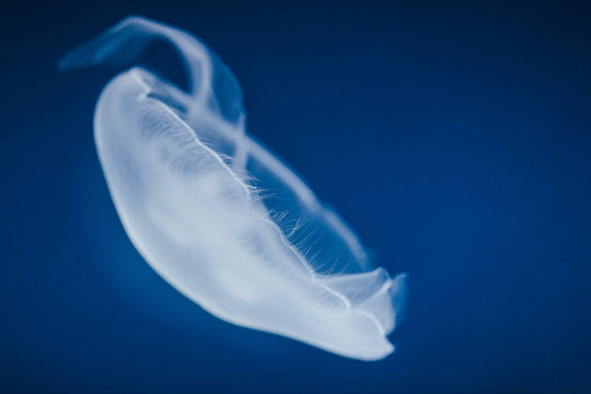jellyfish floats in deep water