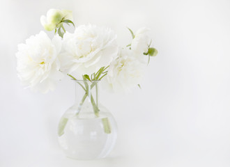 White peony in glass vase on white background