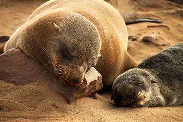 Naklejka premium African fur seal and pup
