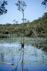 Wetlands