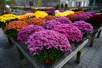 harvest flowers decorations for sale