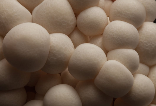 White Chiodini Mushroom Cluster