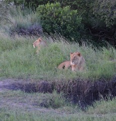 Jeunes lions mâles à la saison des pluies, dans la savane verte du Parc Masaï Mara, au Kenya