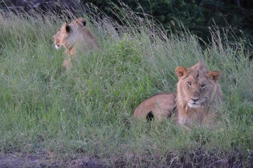 Jeunes lions mâles, savane verte du Parc Masaï Mara, Kenya