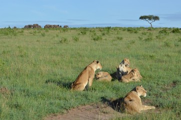 Lionnes avec troupeau d'éléphants en arrière plan,  vaste savane du Parc Masaï Mara, au Kenya