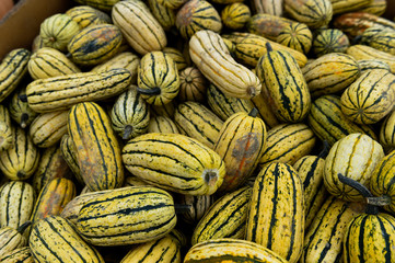 Assorted Squash at the Farm upstate New York