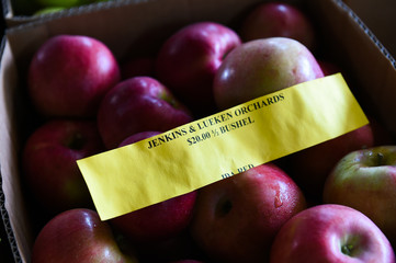 Mccintosh appleas at the farm upstate NY
