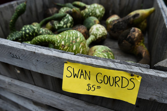 Swan Courds for sale at the farm