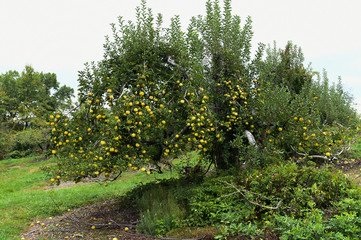 Apples at the farm upstate NY