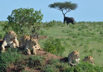 Kenya : Lionnes sur un rocher, grand éléphant mâle en arrière plan, savane du Parc Masaï Mara