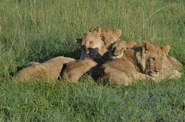 Lionnes à la saison des pluies, blotties dans la savane verte du Parc Masaï Mara, au Kenya