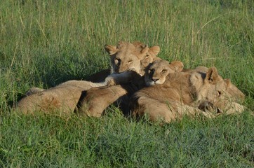 Lionnes à la saison des pluies, blotties dans la savane verte du Parc Masaï Mara, au Kenya