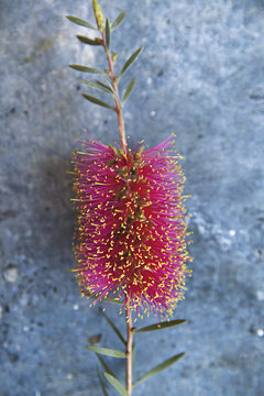 close up of native banksia flower on texture background