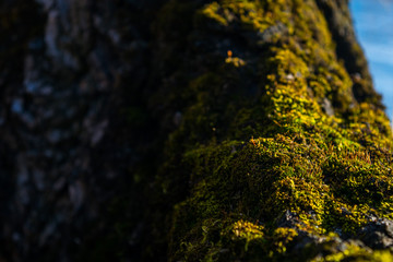 moss