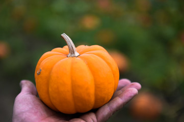 Pumpking picking for thanksgiving day upstate New York at the farm