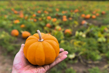 Pumpking picking for thanksgiving day upstate New York at the farm