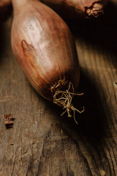 Shallot.