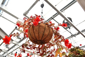 オレンジベゴニア ハンギングプランター