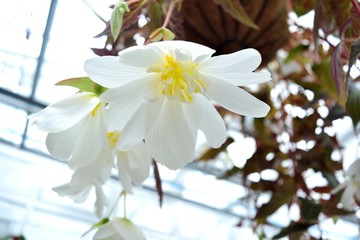 純白のベゴニア ハンギングプランター