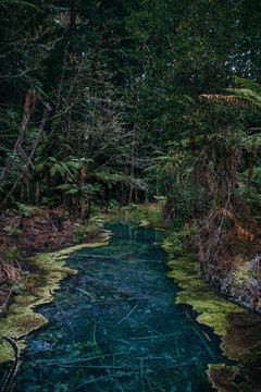 Clear thermal stream in Whakarewarewa Redwoods Forest