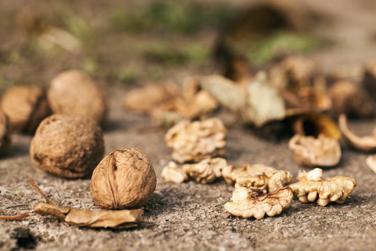 Walnuts and shells