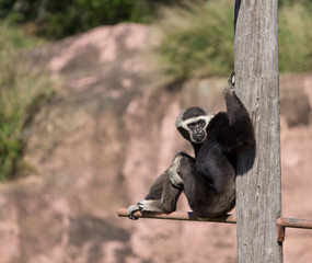 Colobus monkey lounging 