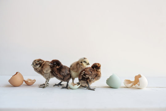 chicks