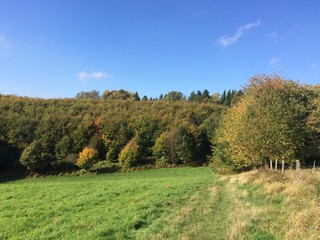 Fototapeta premium Wiese am Waldrand im Herbst
