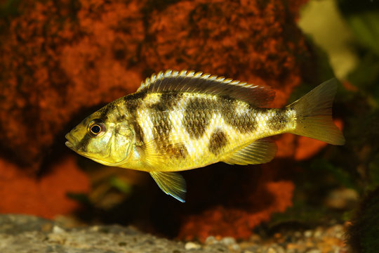 Venustus Cichlid Nimbochromis venustus aquarium fish 
