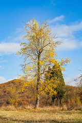 Obraz premium Dry trees and sky in Transilvania