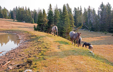 Fototapeta na wymiar Small herds of wild horses at the grassy edge of a waterhole in the Pryor Mountains Wild Horse Range in Montana United States